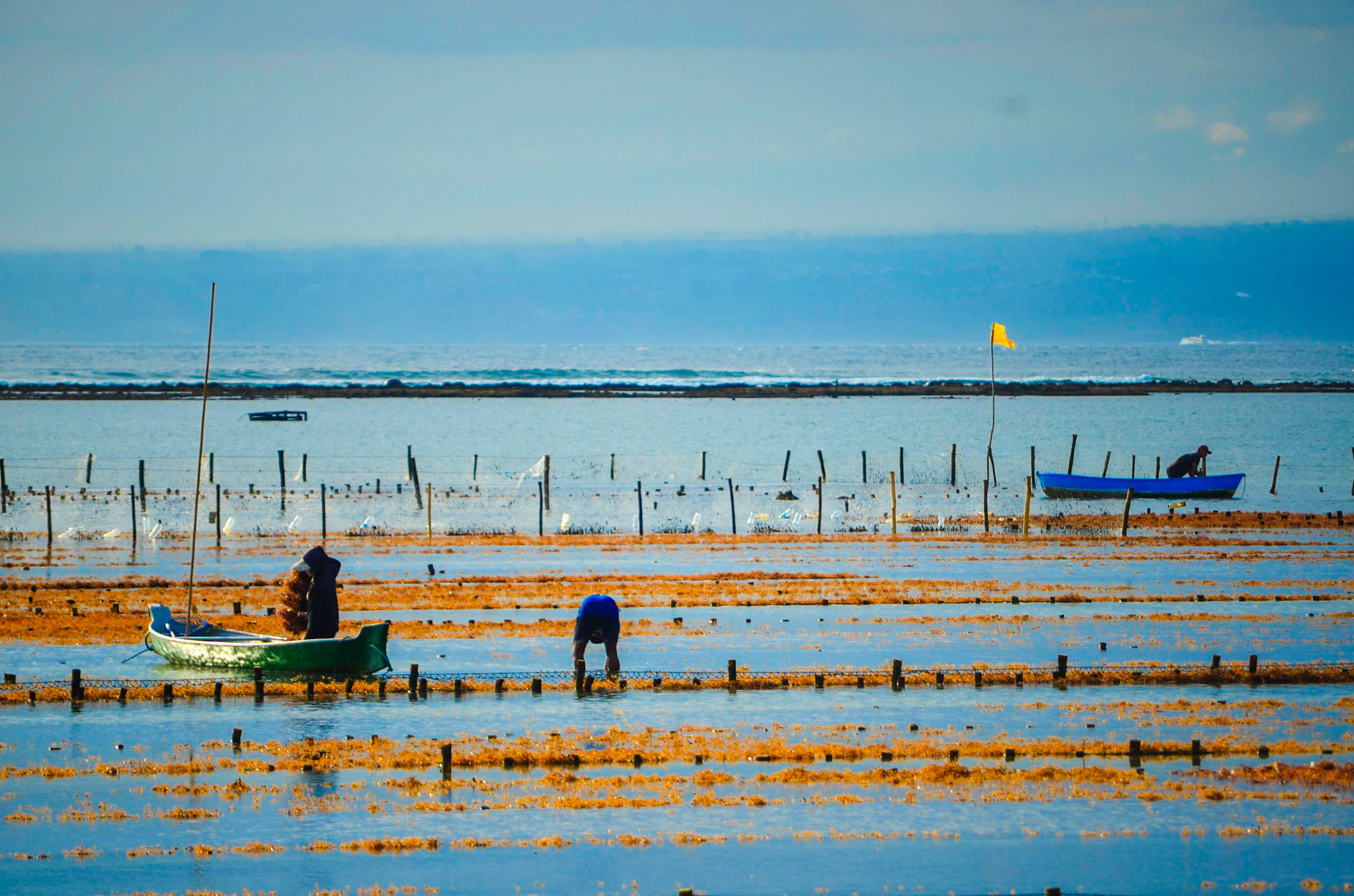 Seaweed farmers in Nusa Lembongan, Indonesia